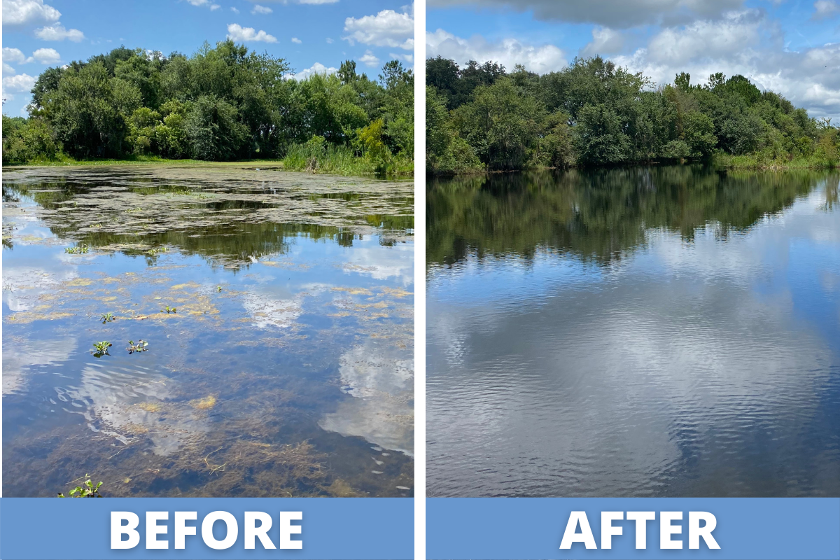 Before and After Spraying Algae
