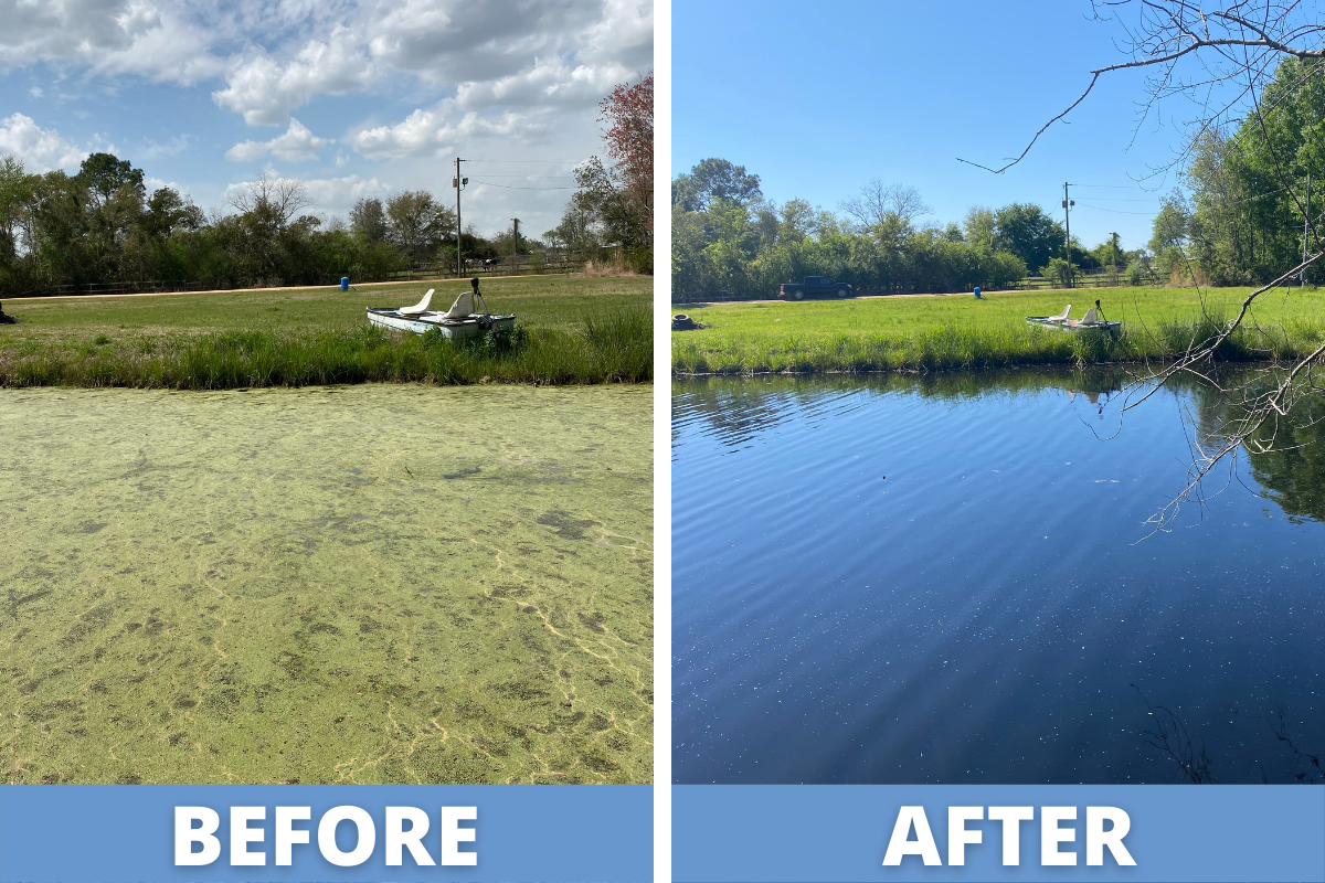 Before and After Spraying for Duckweed