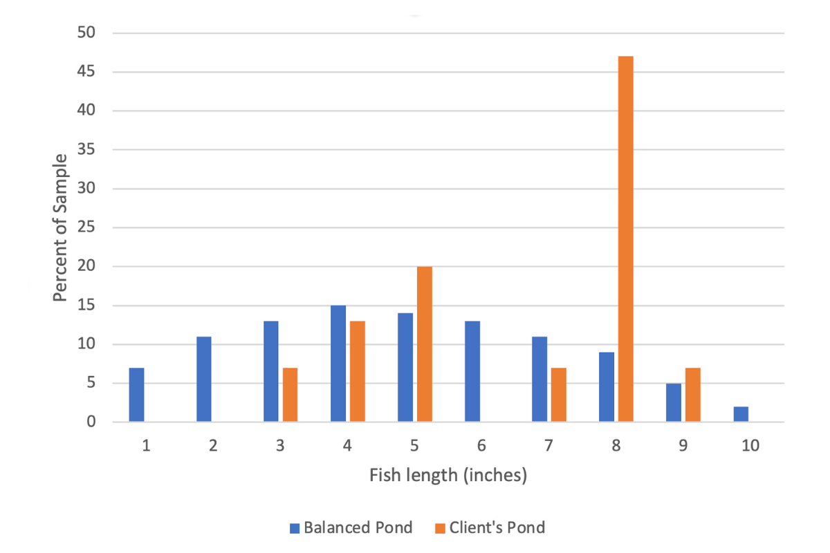 Bluegill Distribution in Balanced versus Client's Pond
