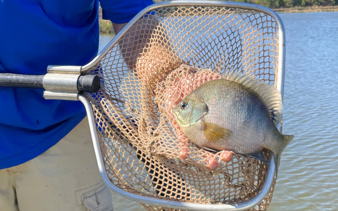 Pond Fertility and Big Sunfish