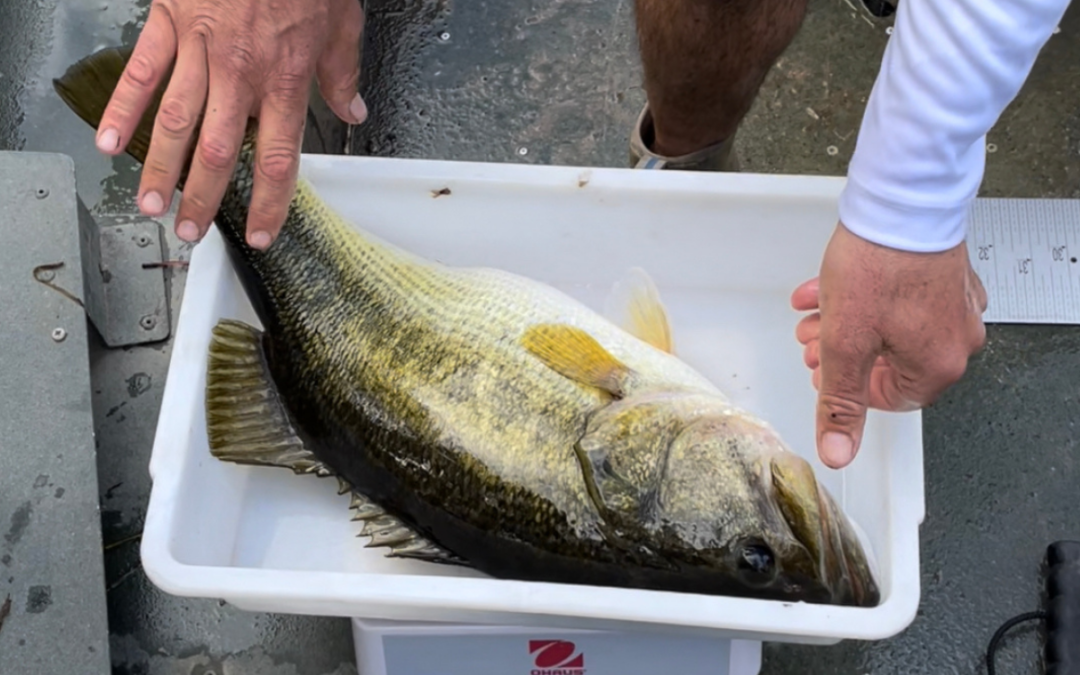 Growing Big Bass in a Small Backyard Pond — The Importance of Quality Bass Food