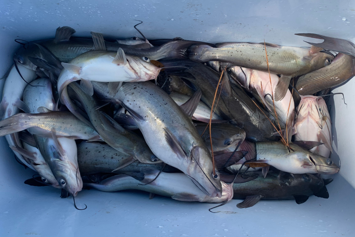 channel catfish harvest