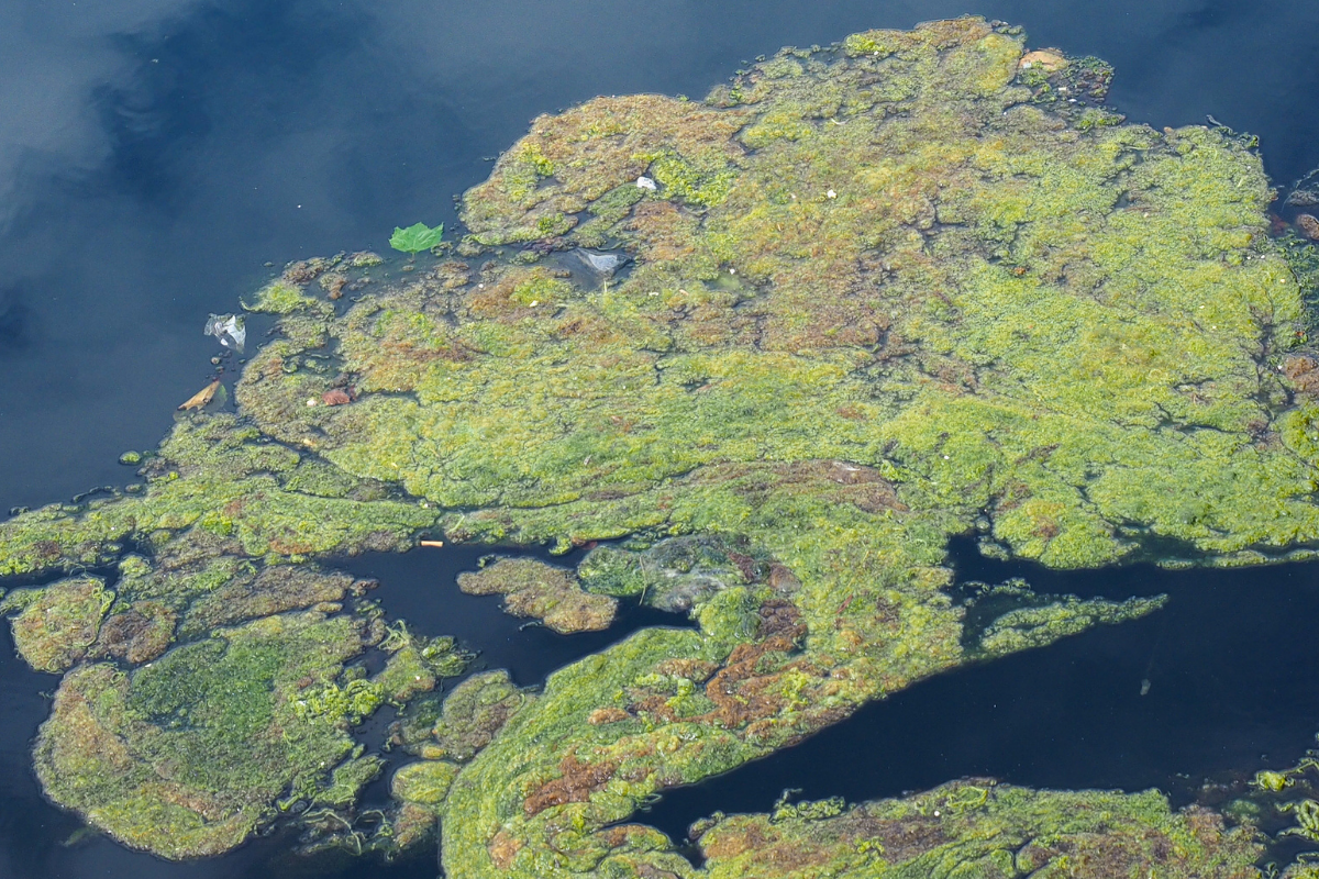 Pond Algae