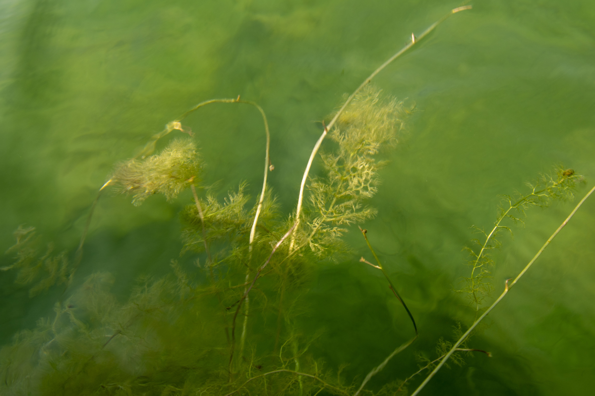 Bladderwort