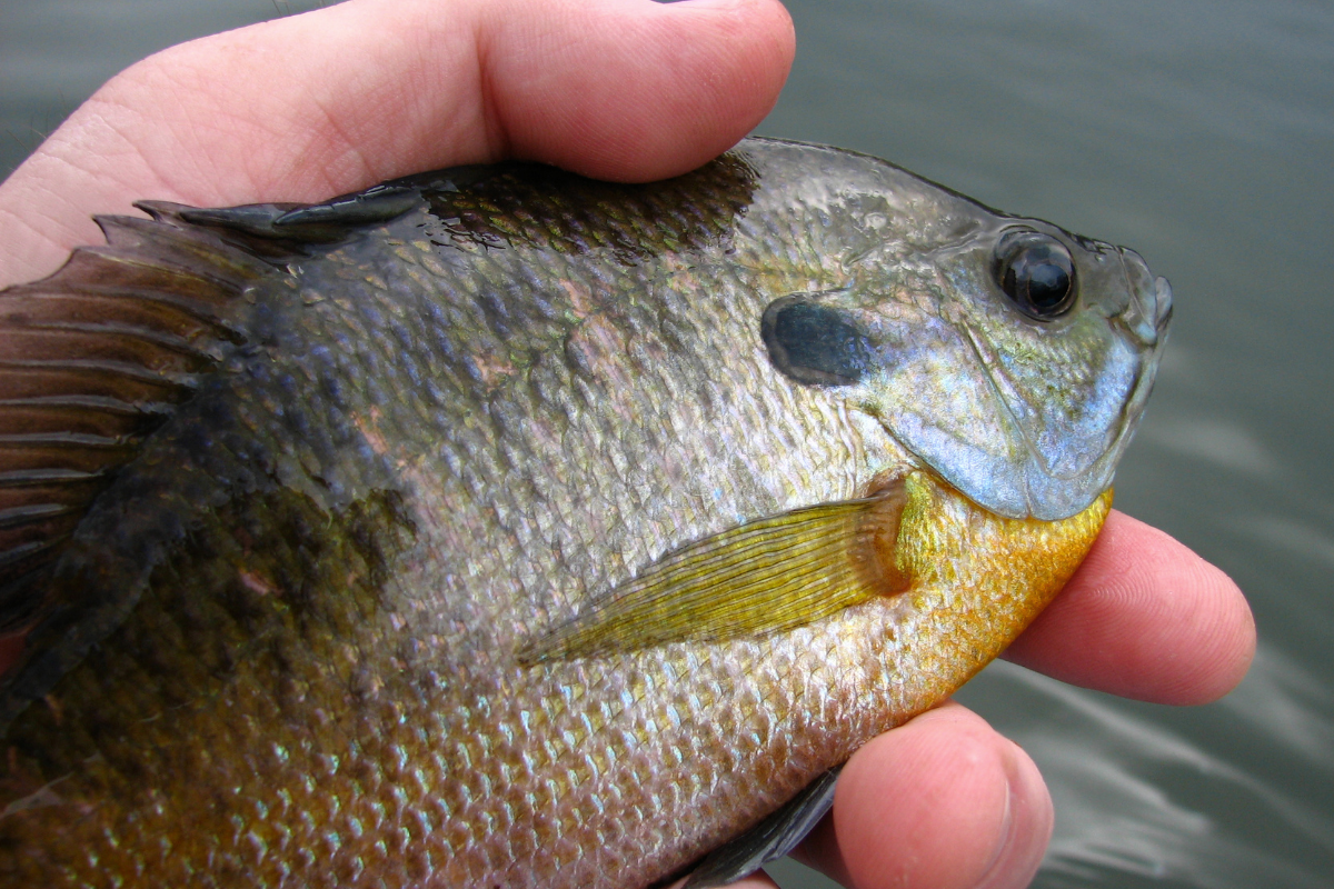 Bluegill