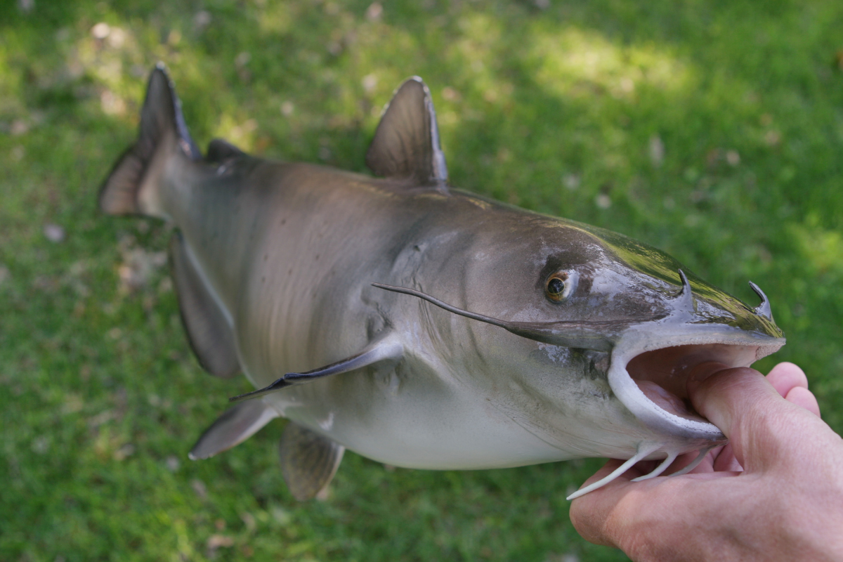 Channel Catfish