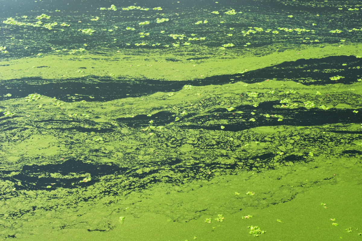 Duckweed