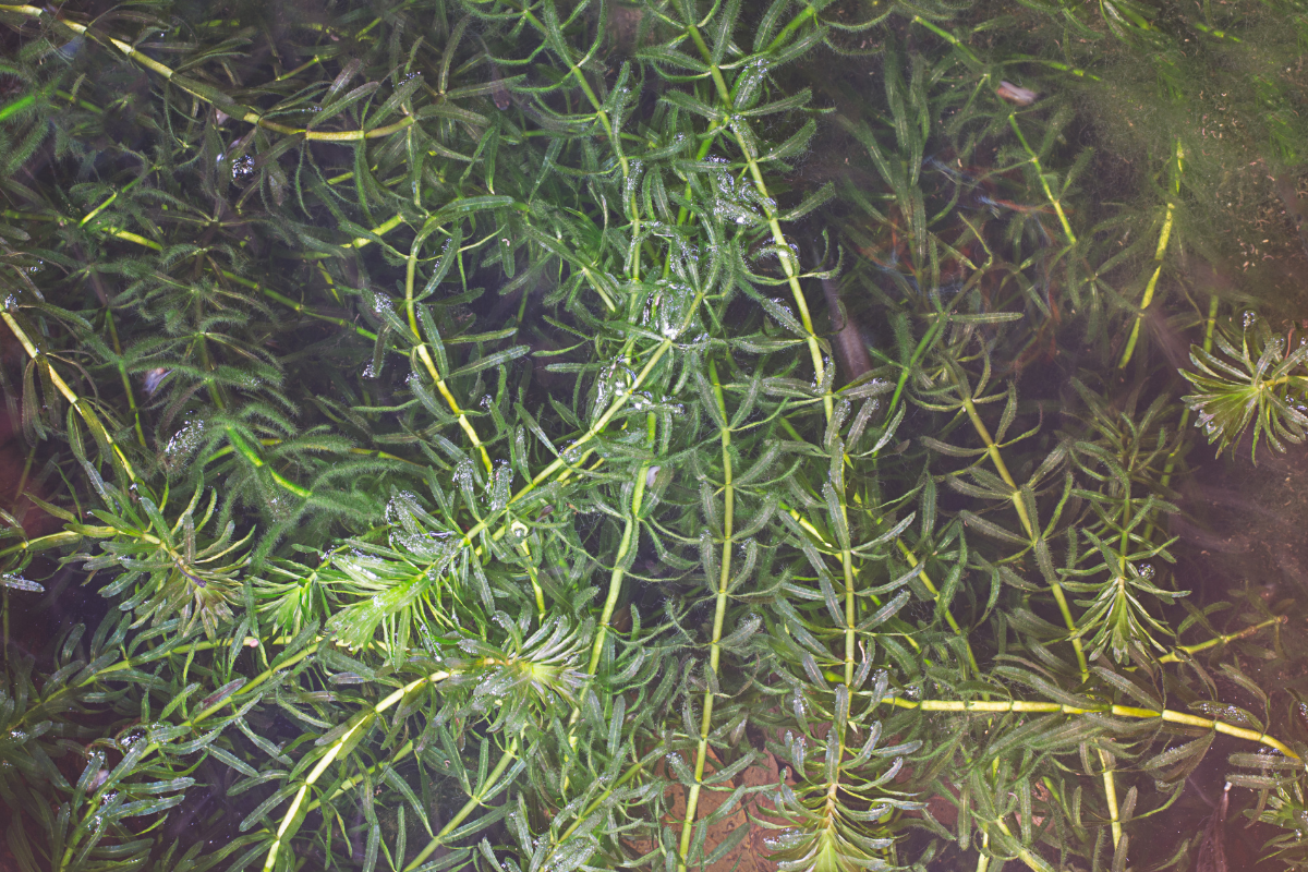 Hydrilla