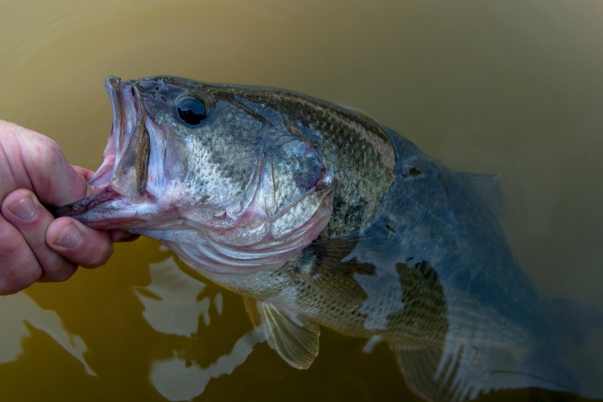 Largemouth Bass