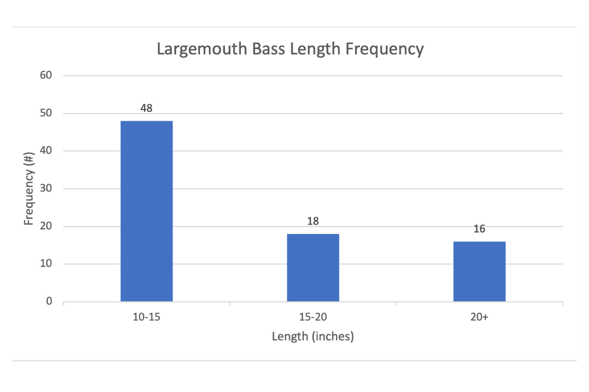 Largemouth Bass Length Frequency