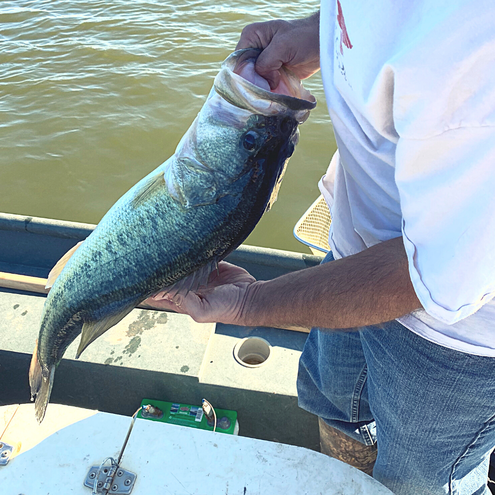 Largemouth Bass Sampling