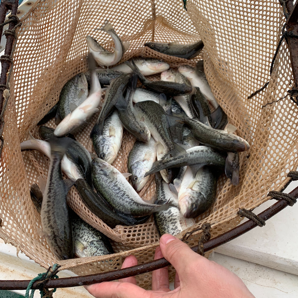 What a day on the water with @greg.berry.146 and @maddox.stinson_14 😱👍🎣  #goatbaits #softplastics #bassfishing #bigfishonly #fish