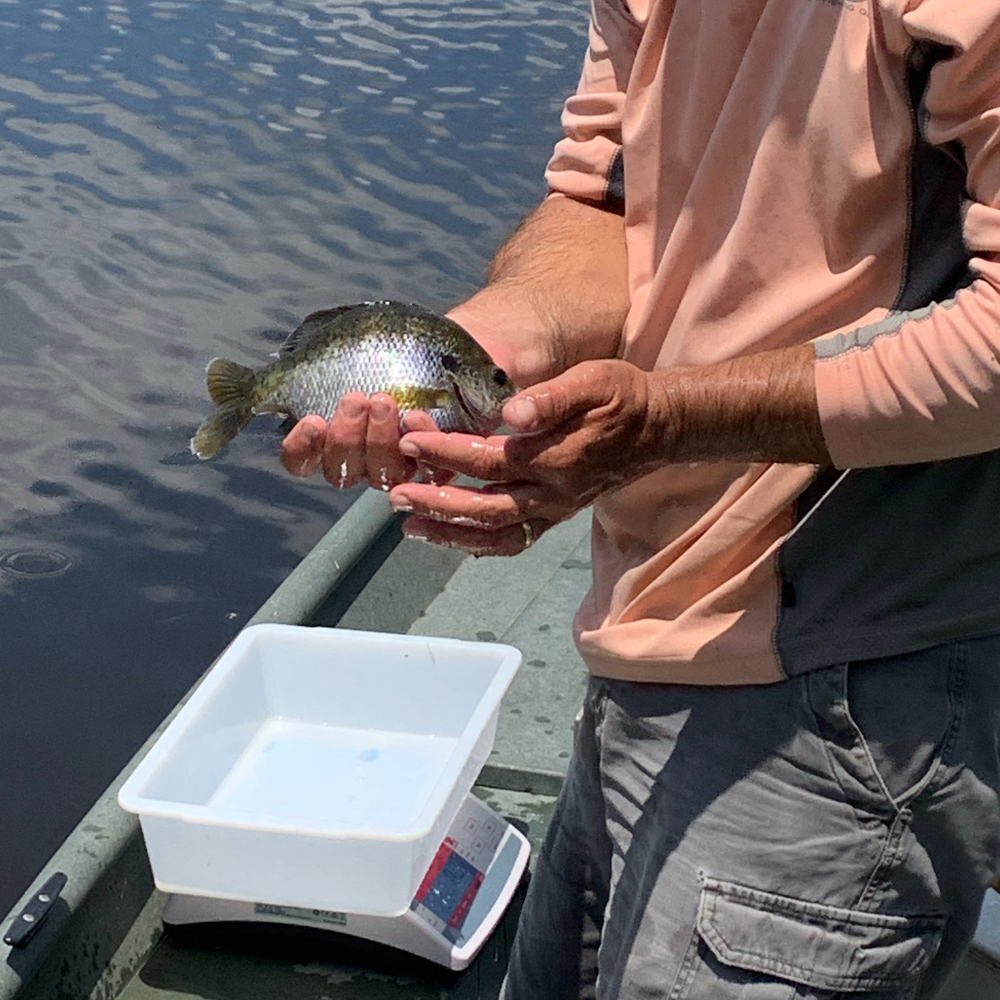 Measuring Bluegill in a Pond