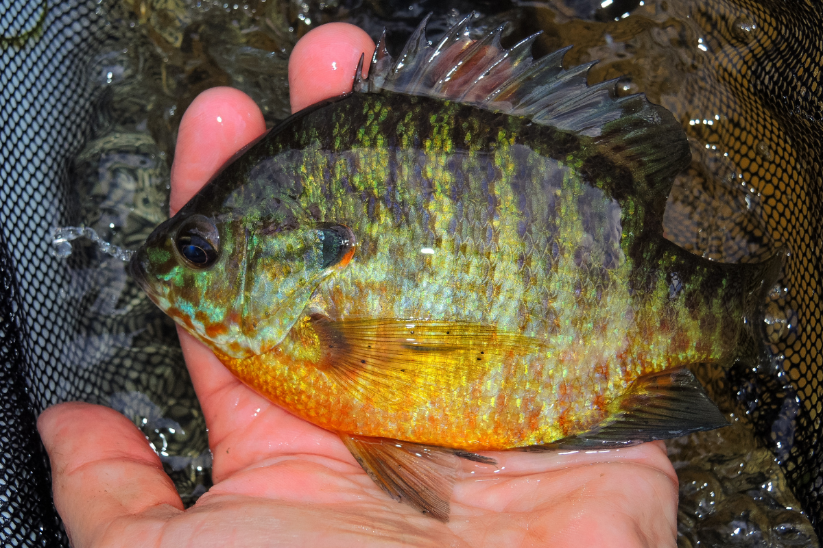 Redear Sunfish