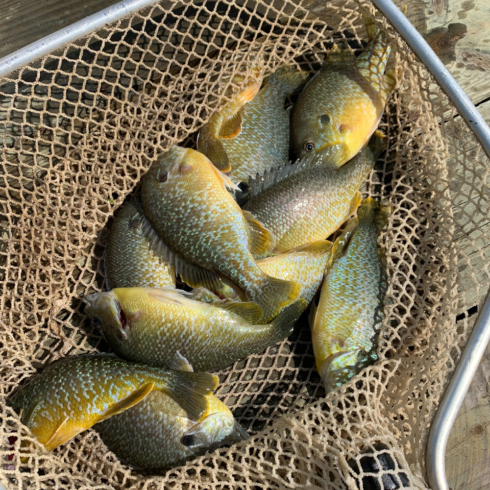 Fish Stocking, Largemouth Bass, Bluegill, and More!