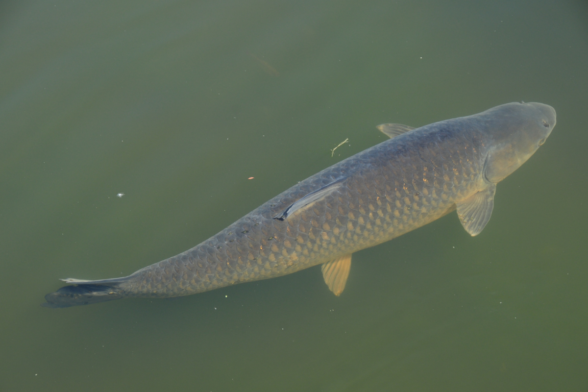 Triploid Grass Carp