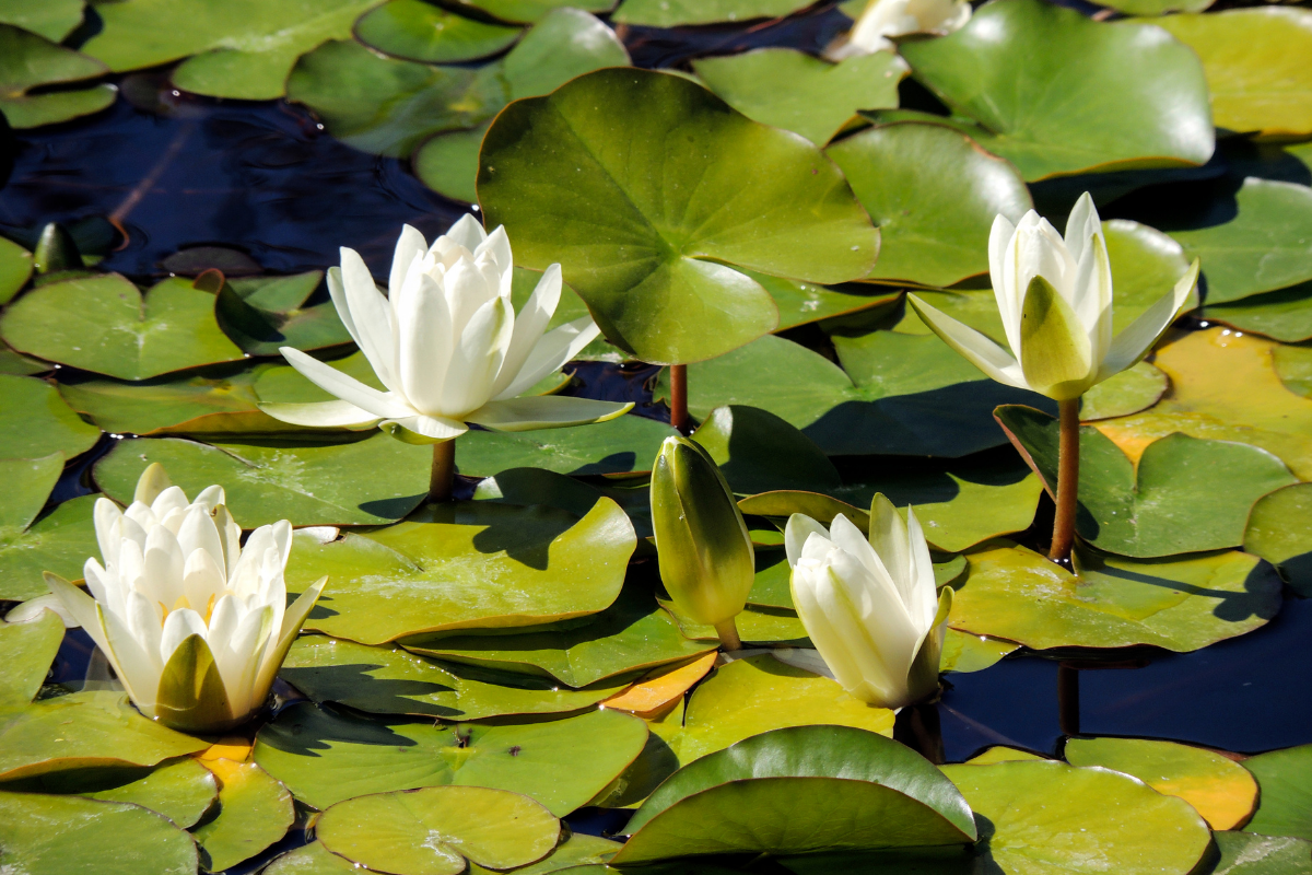 Water Lily