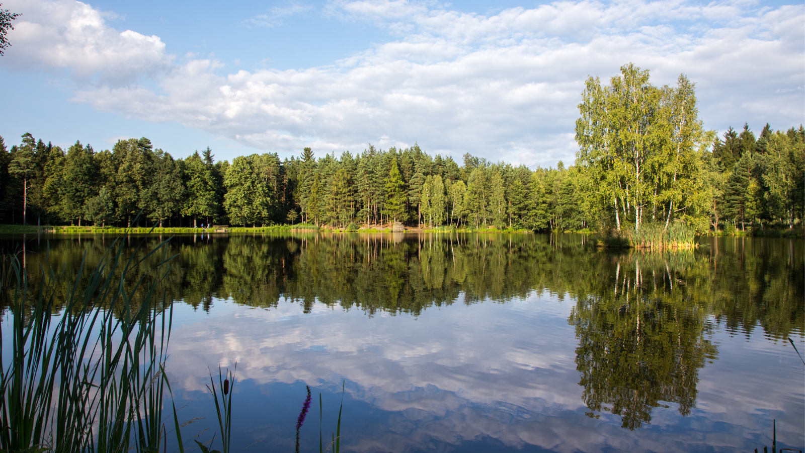 TLC Perfect Pond Management Services