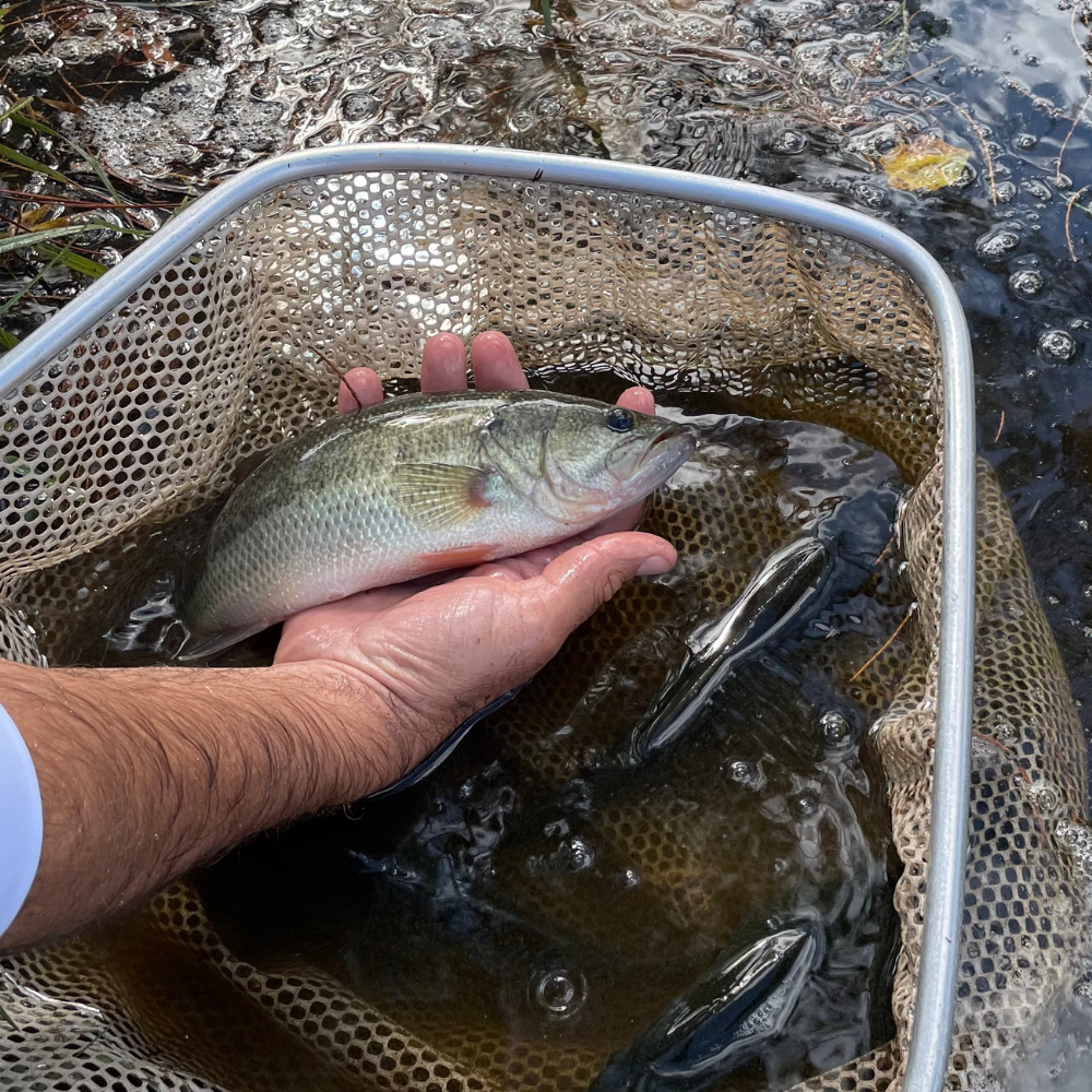 Fish Stocking - Hybrid Largemouth Bass