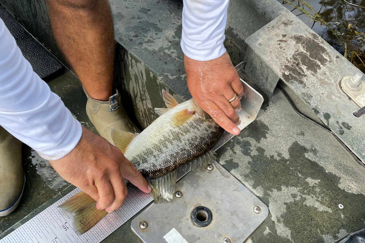 Measuring Fish to Check Largemouth Bass Growth Rate