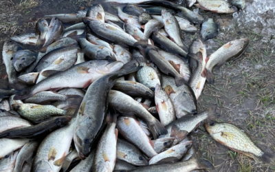 Complete Pond Restoration Part #1 – Draining and Collecting the Fish