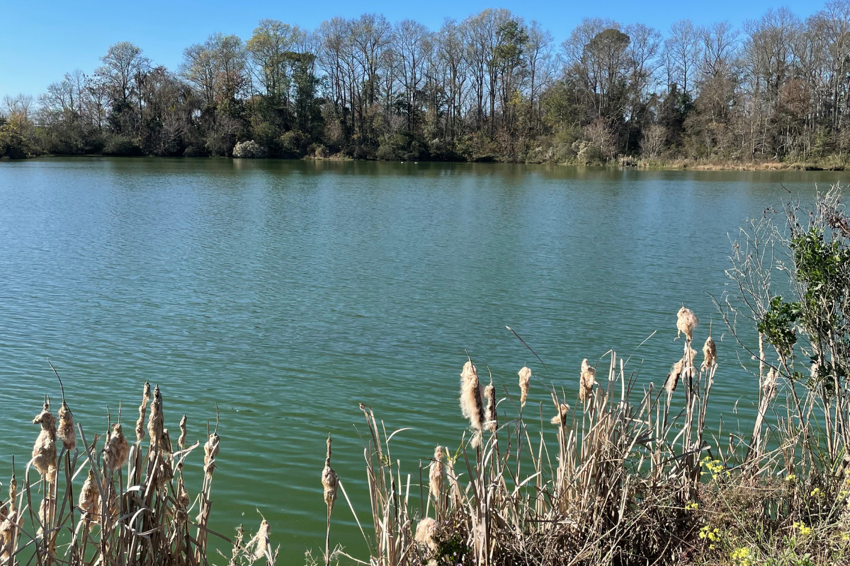 pond fertility from agricultural runoff