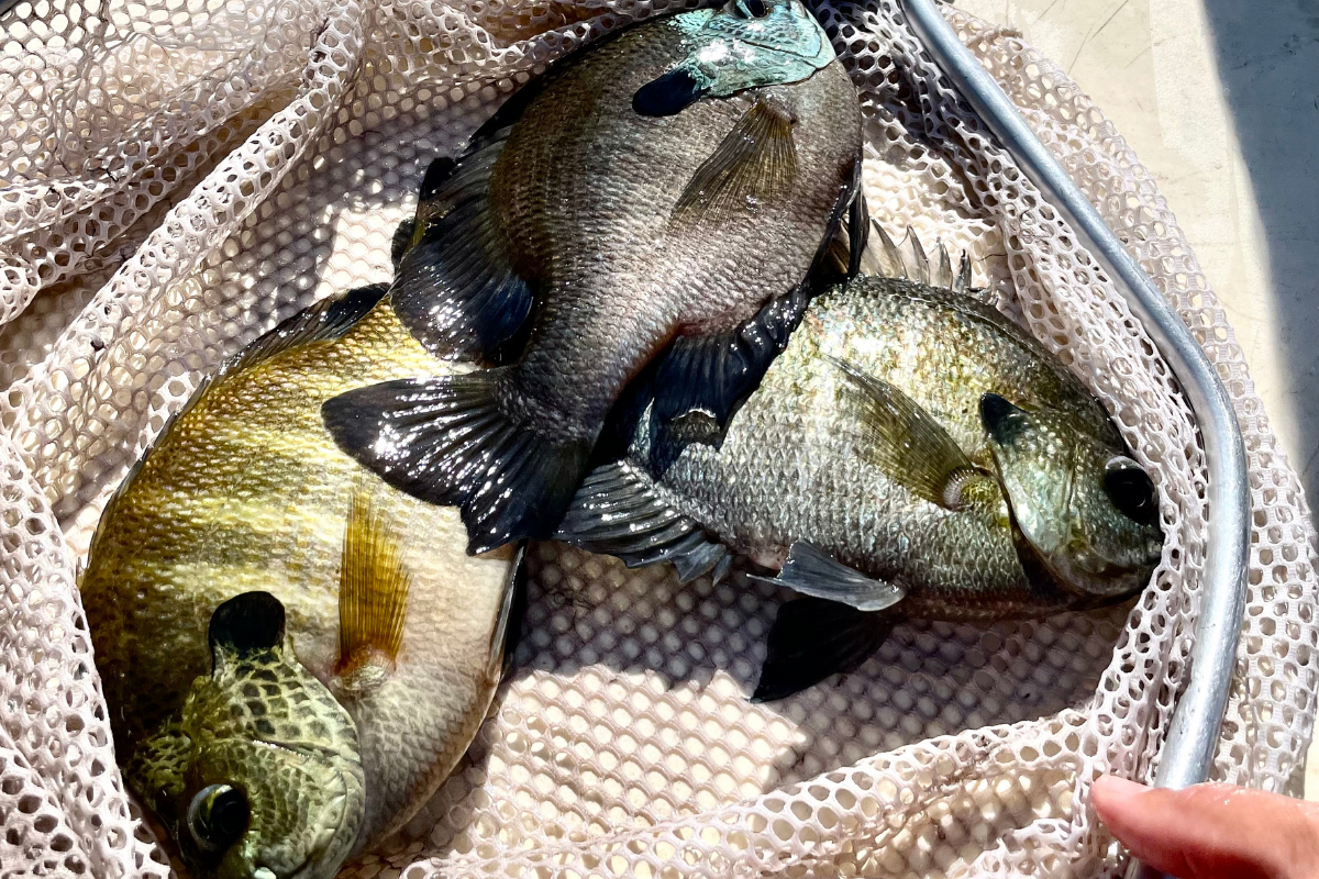 Pond Fertility Effects on Sunfish