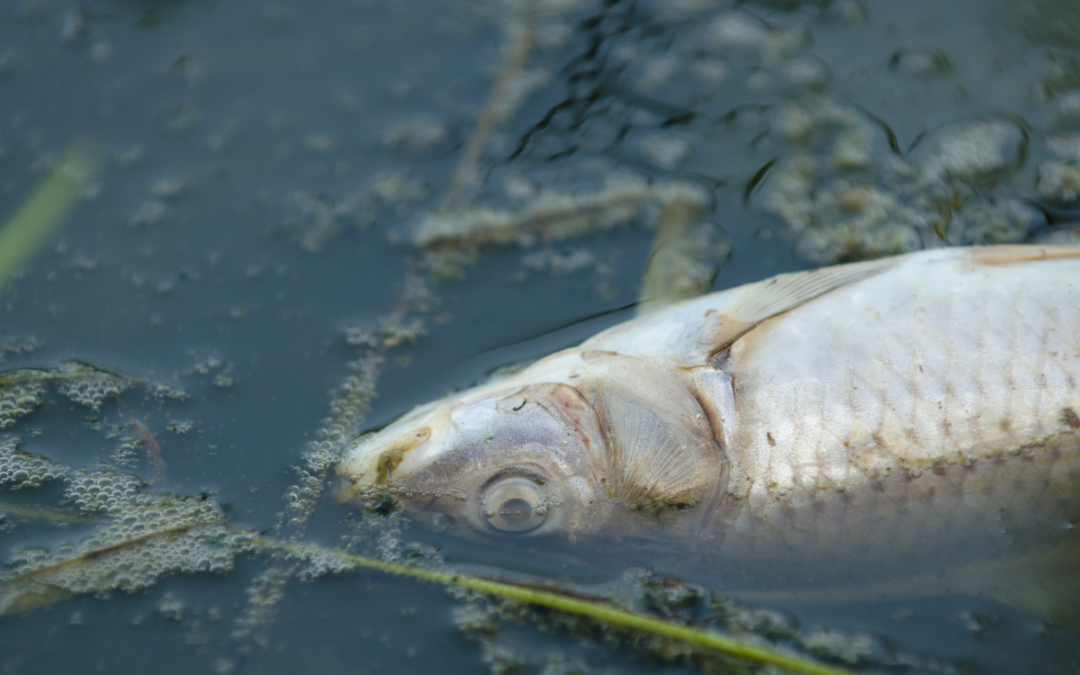 Pond Turnover and Fish Kills – What Causes It and What Can You Do?