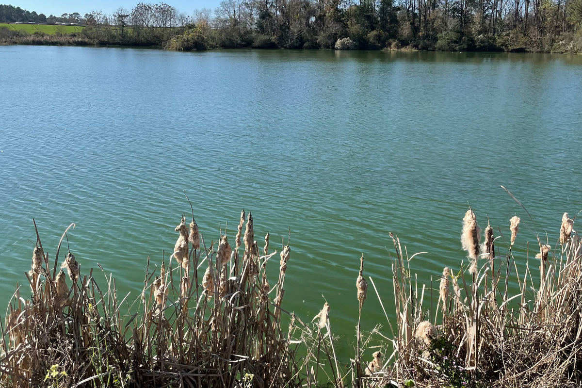 Pond Turnover from Over Fertilization