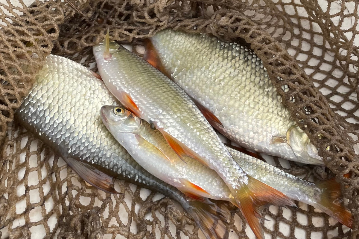 Golden Shiners Are the Perfect Bass Food!
