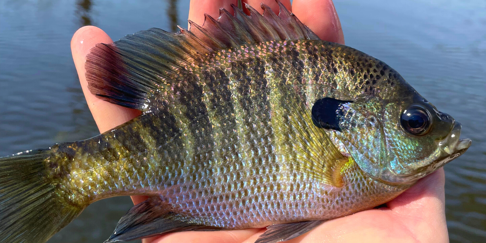 Bluegill in Hand - TLC Perfect Pond