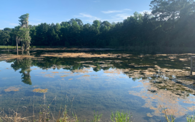 The Negative Impacts of Excessive Pond Vegetation