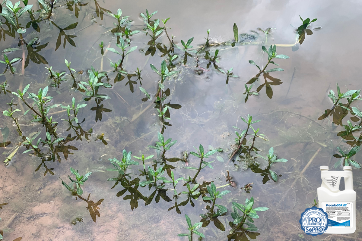 ProcellaCor for Aquatic Weeds