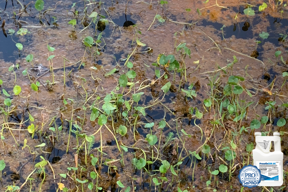 ProcellaCor for Invasive Pond Weeds