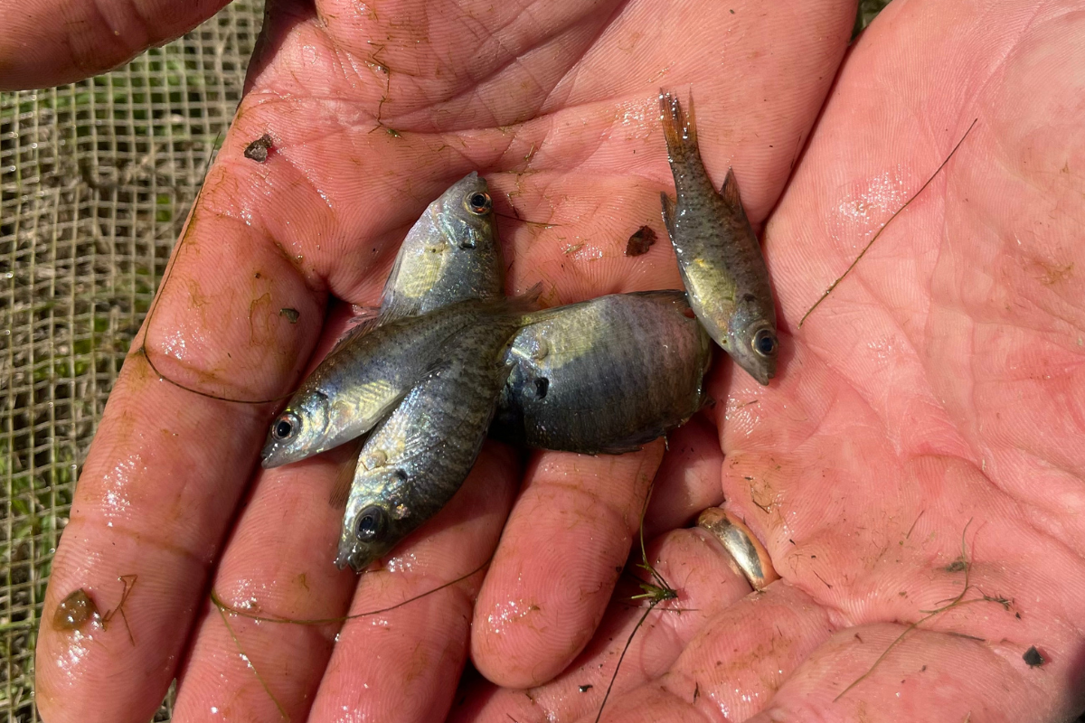 Bluegill Reproduction in a Bass Pond