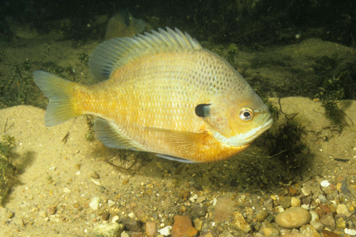 Bluegill Swimming in a Bass Pond