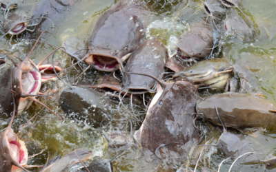 The Effects of Catfish on Bass Populations