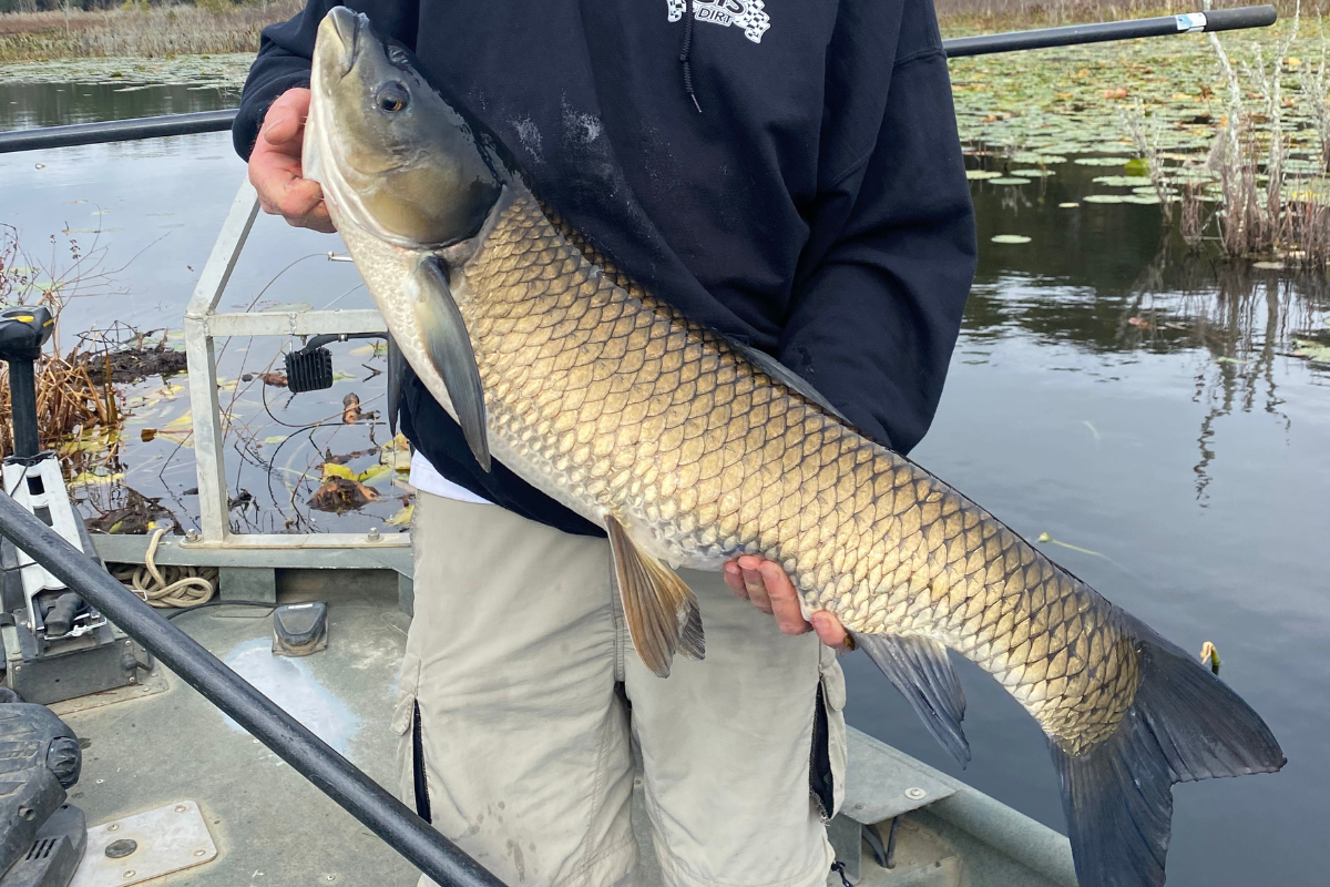 Triploid Grass Carp Caught During Electrofishing Survey