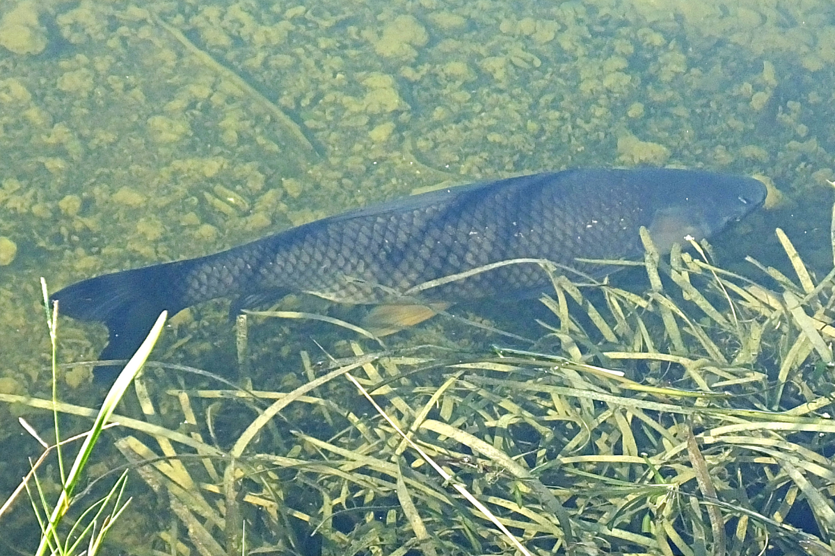 Triploid Grass Carp Near Grass Line