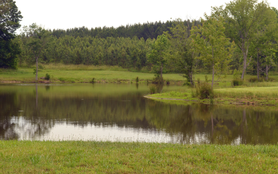 Fishing Pond on a Farm