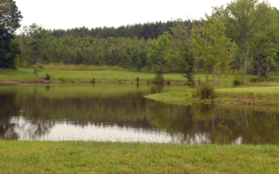 What’s the Best Shape for a Fishing Pond?
