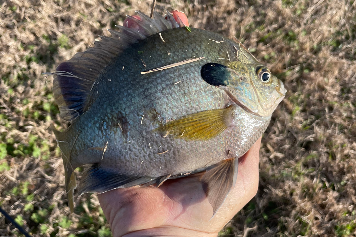 Healthy Bluegill Fish Growth