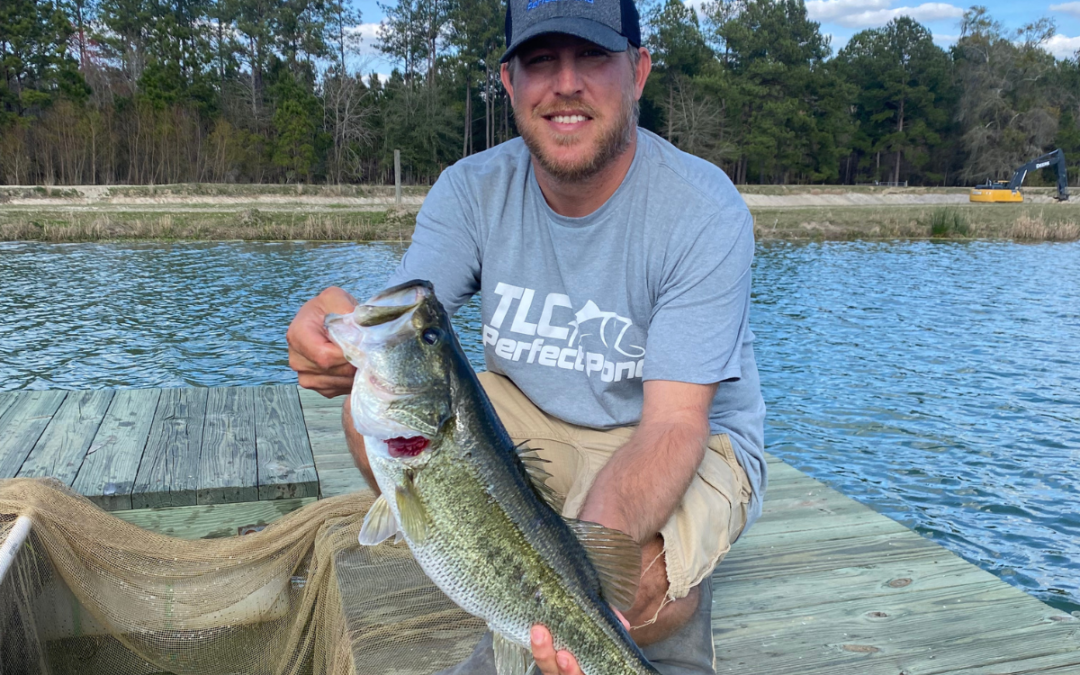 Healthy Largemouth Bass Fish Growth