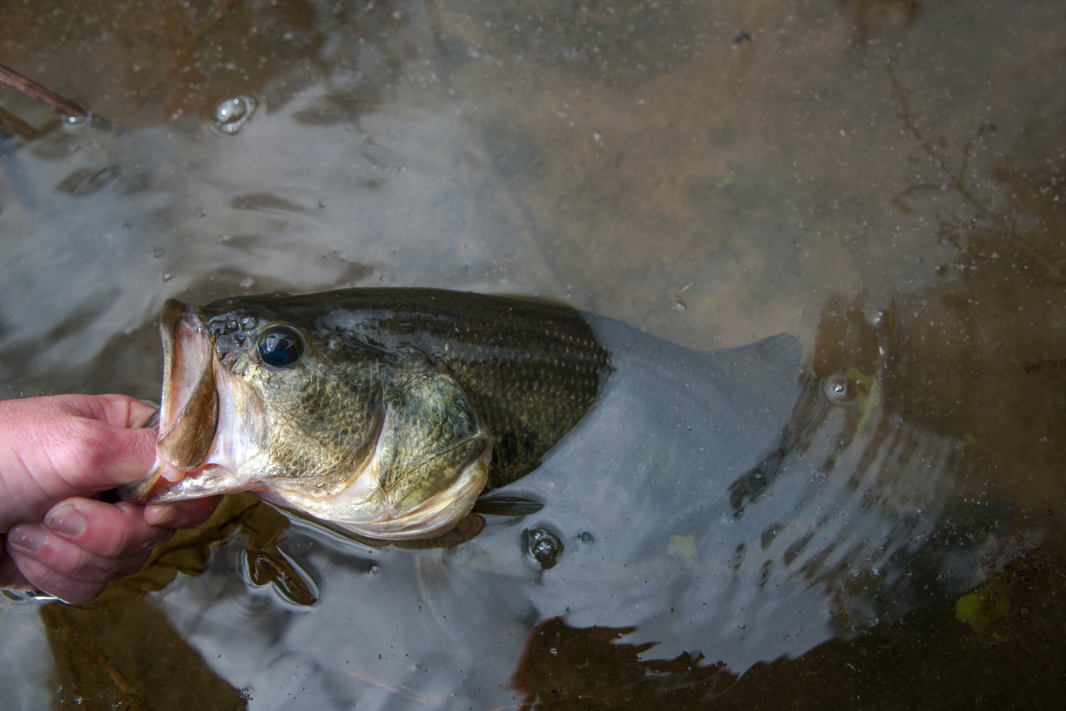 Largemouth Bass in Fishing Pond