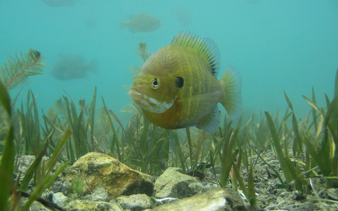 Getting the Most from Your Bluegill Population