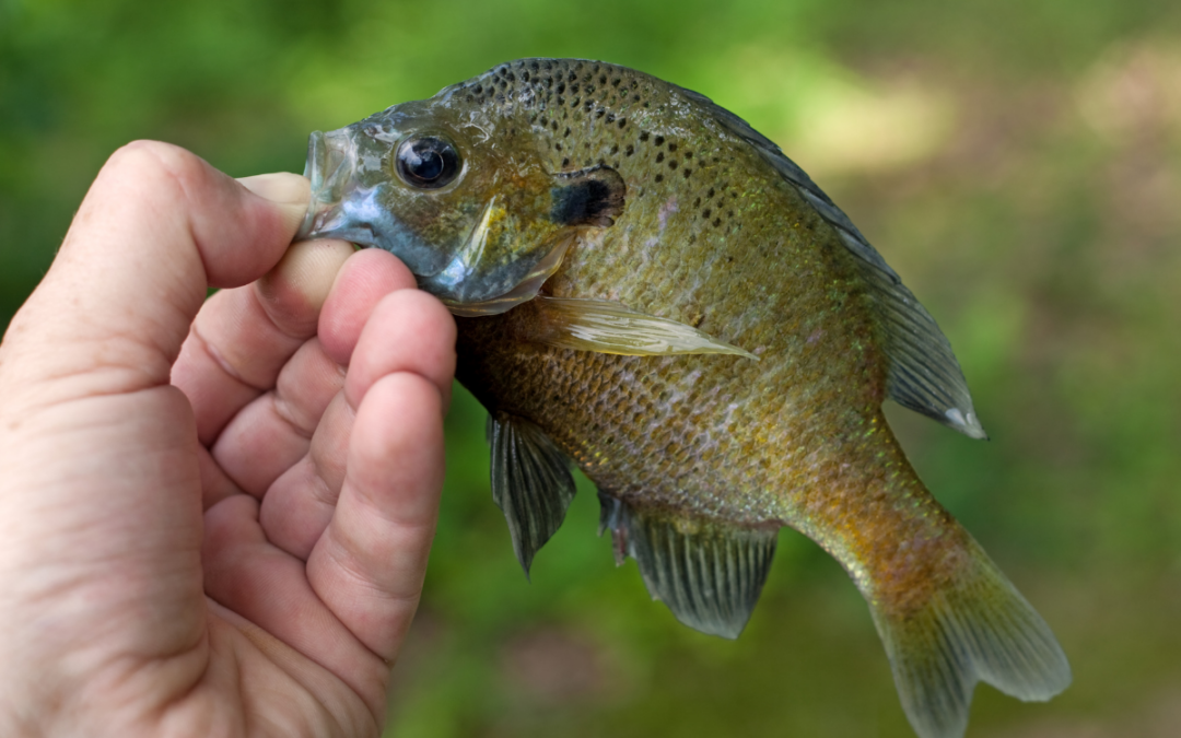 Release Strategies for Male Bluegills