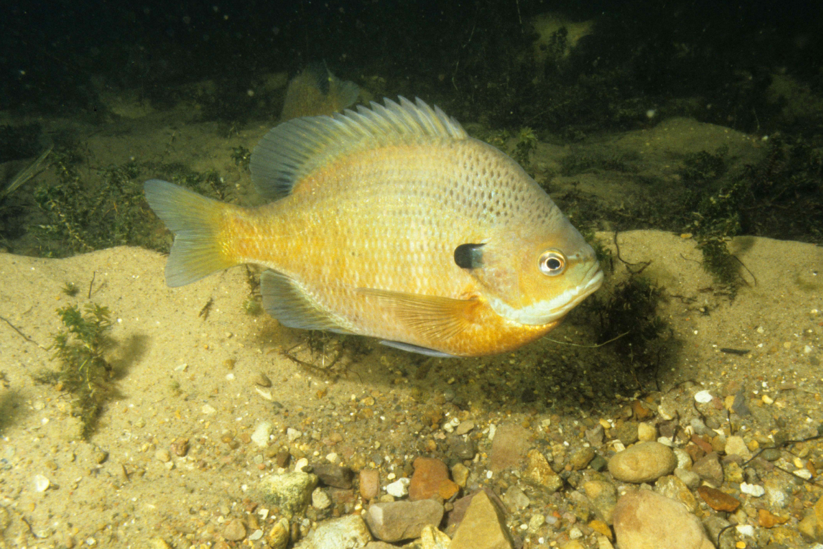 Male Bluegills Nesting