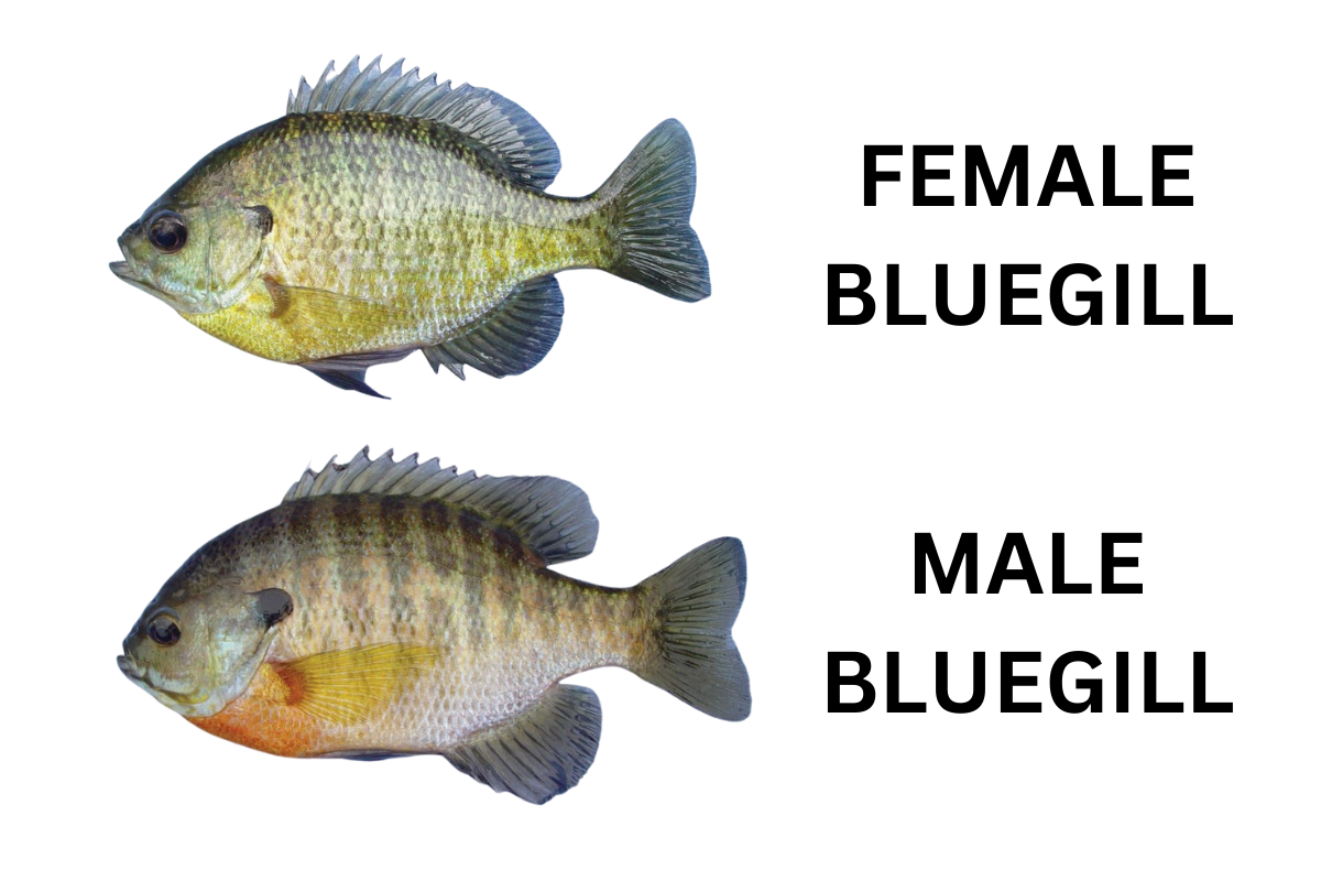 Male Bluegills vs Female Bluegills