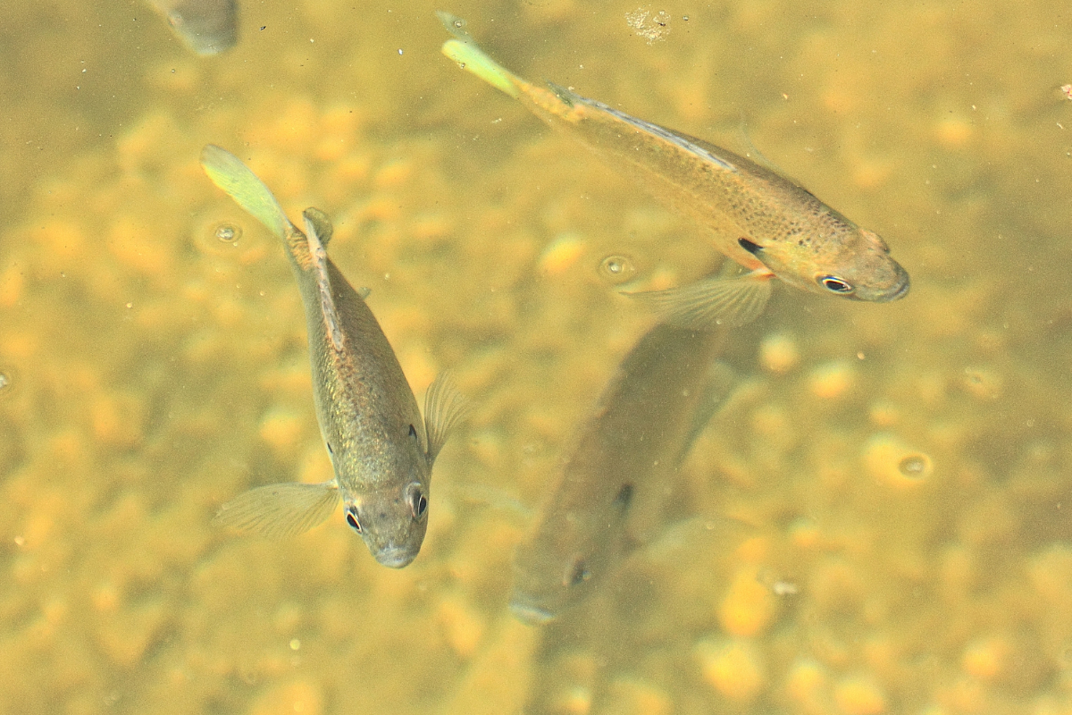 Bluegill in Pond Water