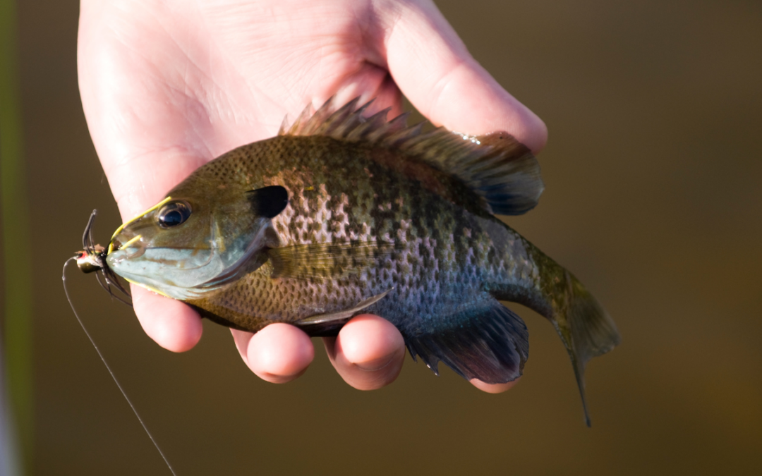 Sneaker and Satellite Male Bluegill Reproductive Strategies